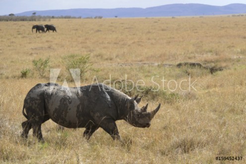 Picture of Den hotade och skygga spetsnoshrningen vandrar ut p den stafarikanska savannen